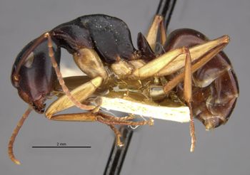 Media type: image;   Entomology 21513 Aspect: habitus lateral view
